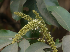 Lepisanthes tetraphylla