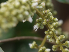 Lepisanthes tetraphylla
