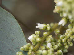 Lepisanthes tetraphylla
