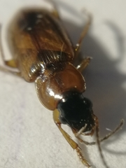 Stenolophus discophorus