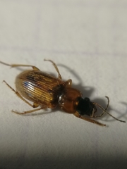 Stenolophus discophorus