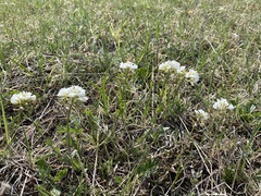 Noccaea cochleariformis