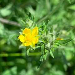 Potentilla argentea