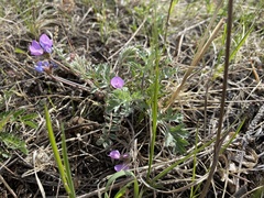 Gueldenstaedtia verna