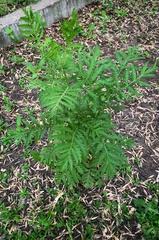 Tanacetum vulgare