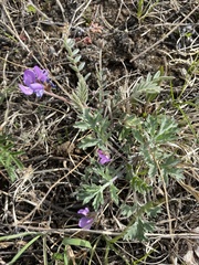 Gueldenstaedtia verna