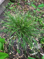 Carex