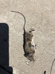 Peromyscus californicus