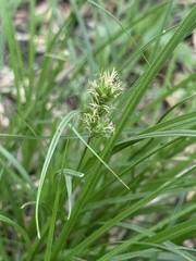 Carex