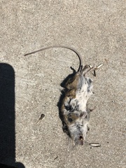 Peromyscus californicus