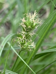 Carex
