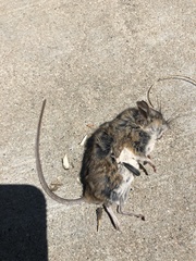 Peromyscus californicus