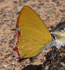 Heliophorus indicus