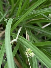 Carex