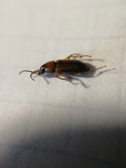 Stenolophus discophorus