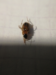 Stenolophus discophorus