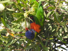 Trichoglossus moluccanus