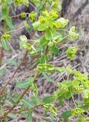 Euphorbia jenisseiensis