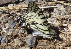 Graphium mandarinus kimurai