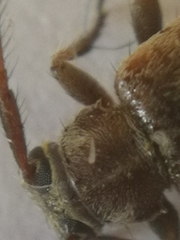 Exocentrus punctipennis