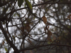 Gardenia resinifera