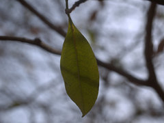 Gardenia resinifera