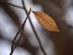 Gardenia resinifera