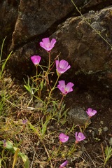 Clarkia gracilis tracyi