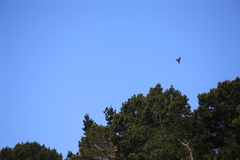 Patagioenas fasciata