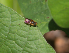 Megachile