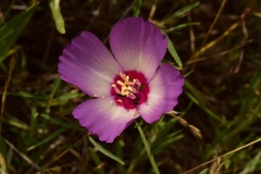 Clarkia gracilis tracyi