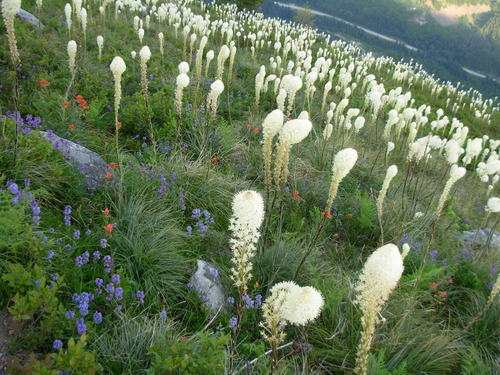 common beargrass