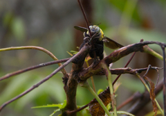 Xylocopa ocularis
