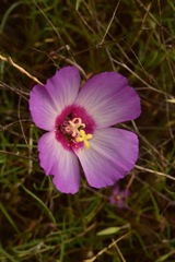 Clarkia gracilis tracyi