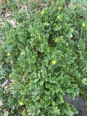 Potentilla supina