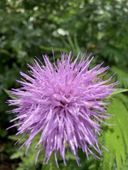 Cirsium acrolepis
