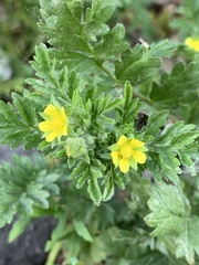 Potentilla supina