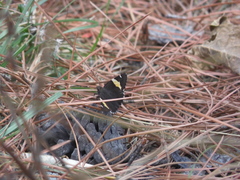 Thorybes pseudocellus