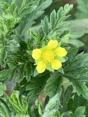 Potentilla supina
