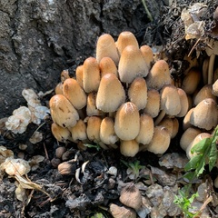 Coprinellus
