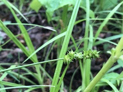 Carex cephaloidea