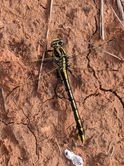 Gomphurus