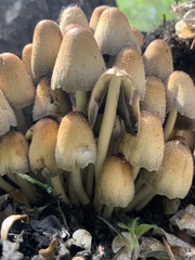 Coprinellus