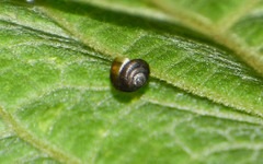 Euconulidae