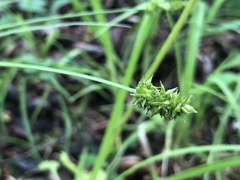 Carex cephaloidea