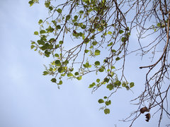 Bauhinia racemosa