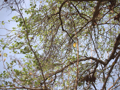 Bauhinia racemosa