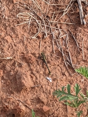 Gomphurus