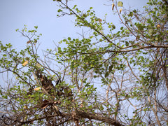 Bauhinia racemosa