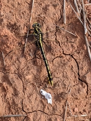 Gomphurus